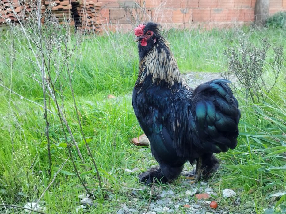 Garnizos Pekim/Sedosa