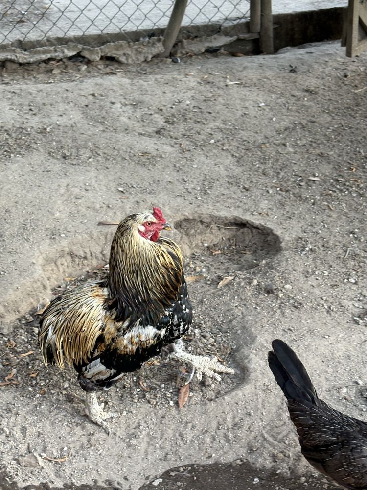 Galo macho araucana