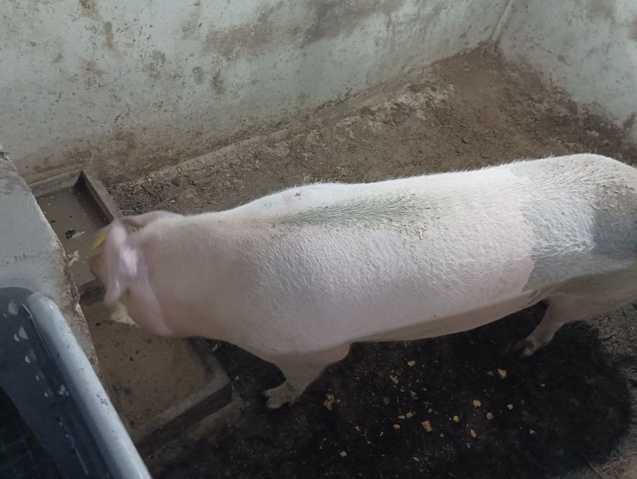 Porca arraçada de bissaro