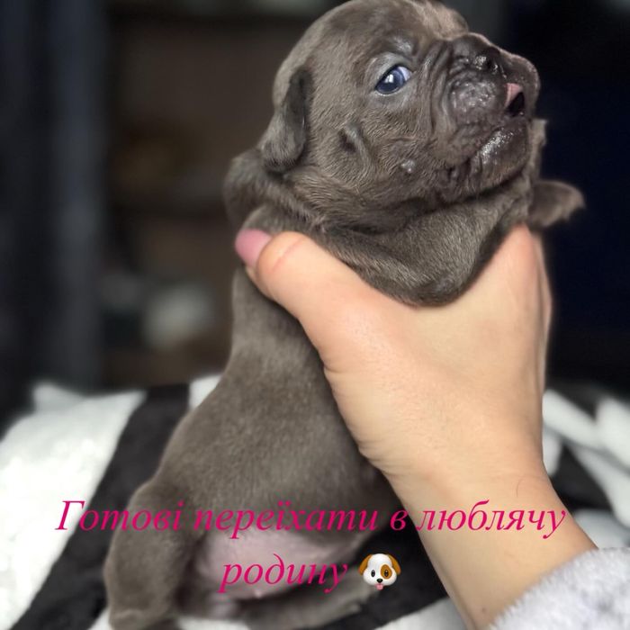 Продам цуценят французького бульдога