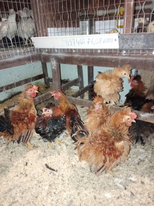 Карликові кури різних вікових від місяця до року.