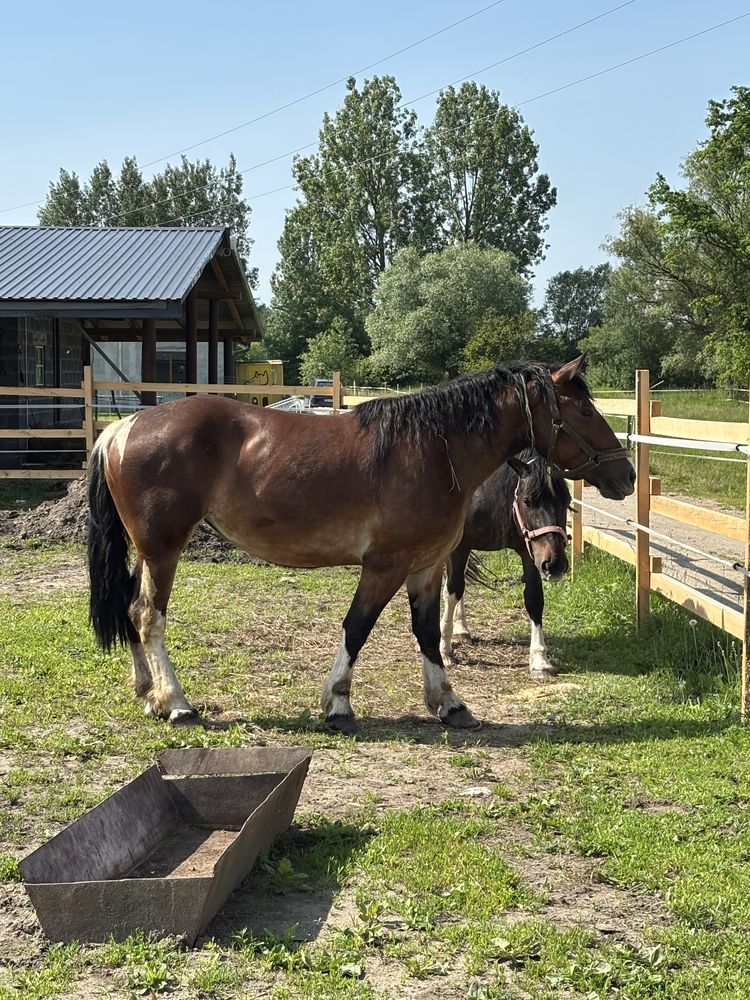 Sprzedam 4letnią klacz
