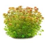 limnophila sessiliflora ( porcja 5 sztuk ) podwodna hodowla