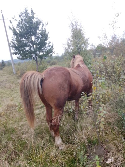 Продам пару коней лошиця 4роки кінь 9років