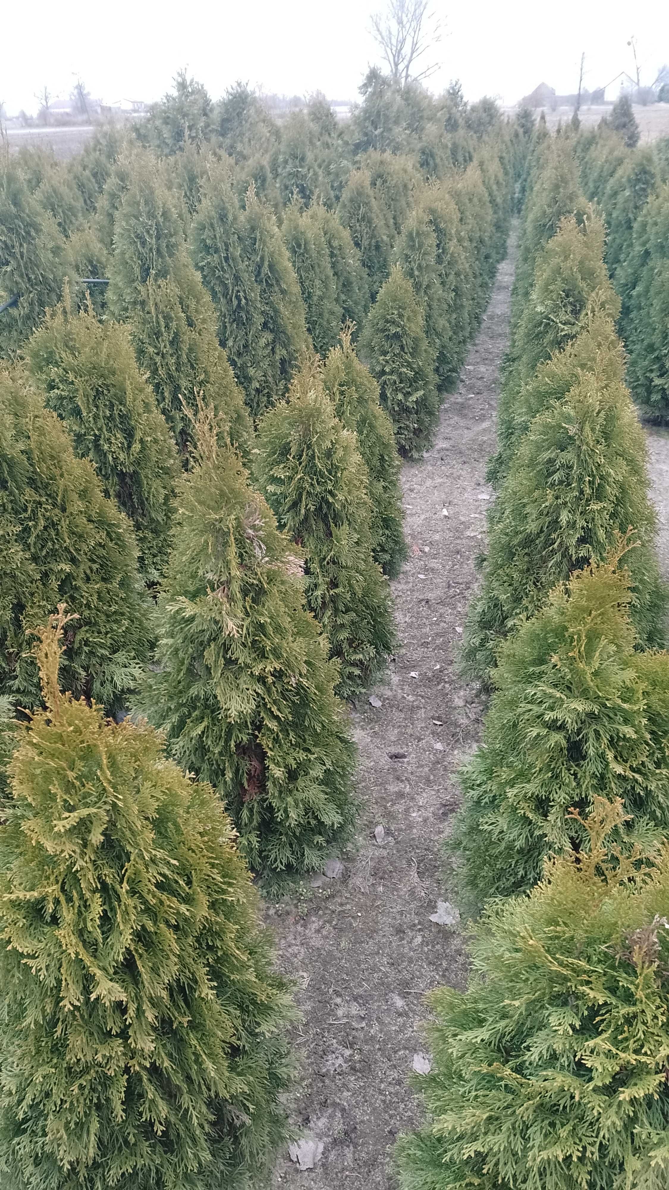 Tuja Szmaragd 130