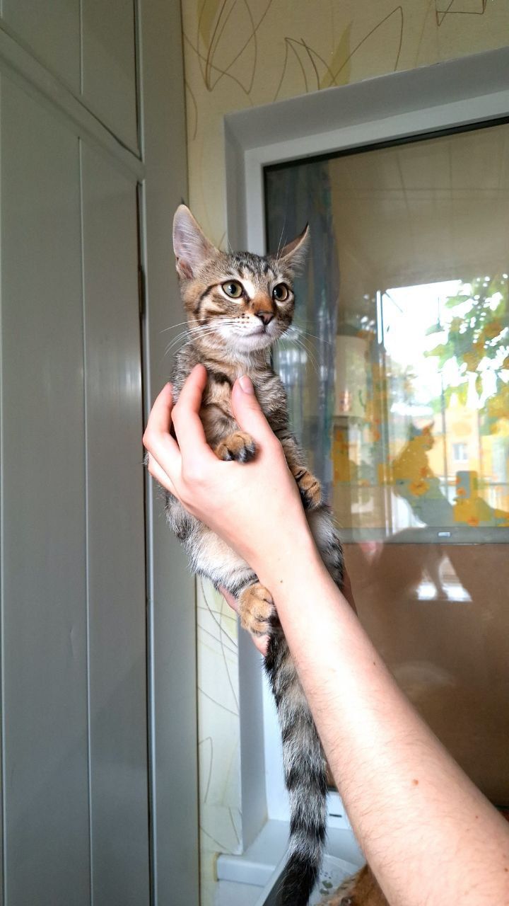 Котенок с кисточками на ушках