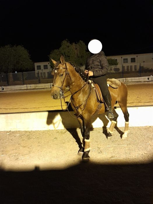 Vendo cavalo 7 anos