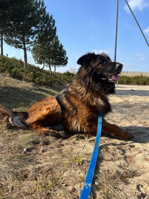 Pies w typie ON szuka domu