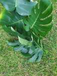 Monstera gigant 7 liści