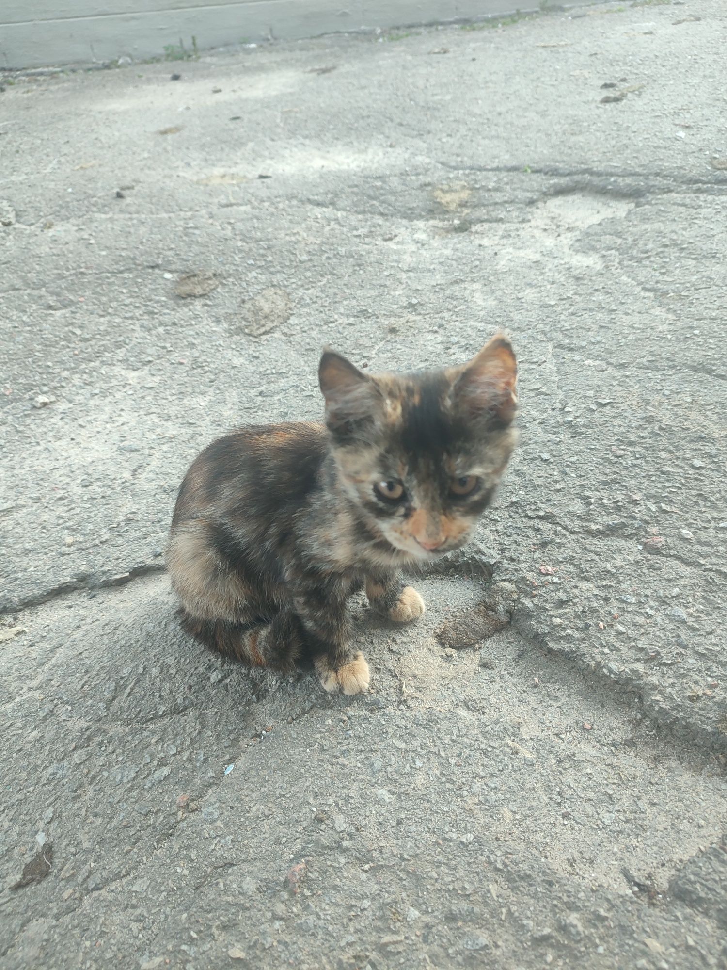 Котенята шукають родину