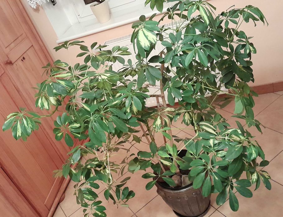 Kwiat Szeflera drzewkowata,formowana.