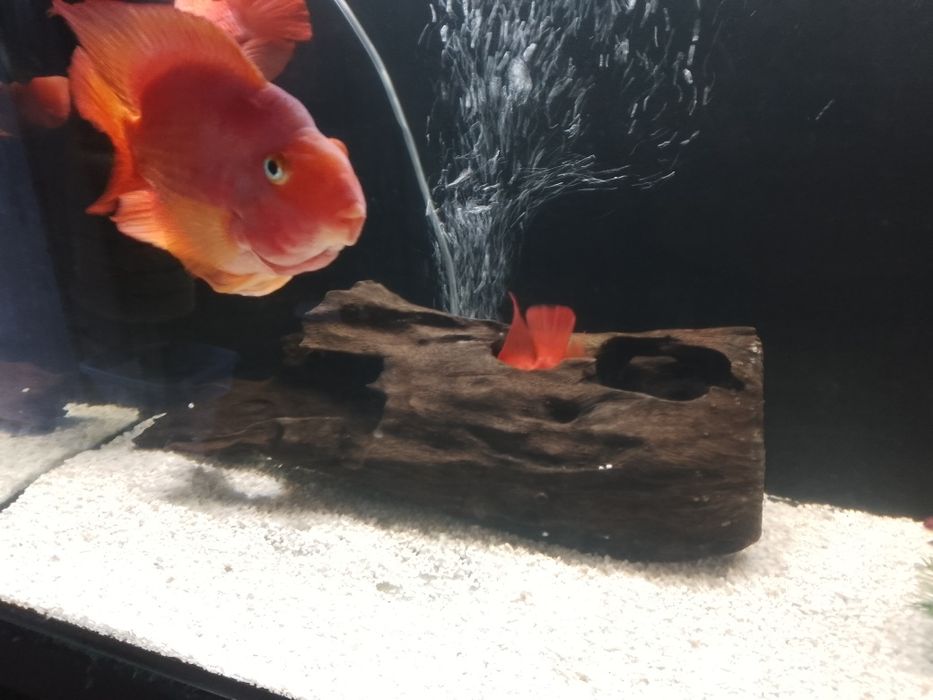 Duże konary do akwarium