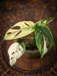 Monstera adansonii variegata aurea monkey mask kolekcjonerska