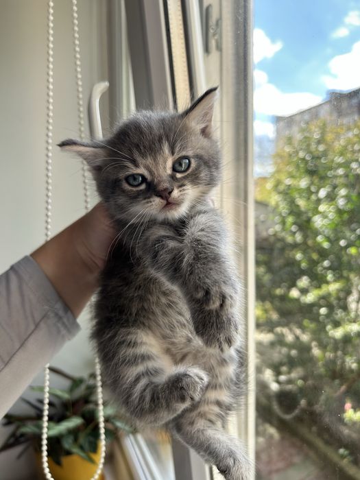 Котики шукають сімʼю