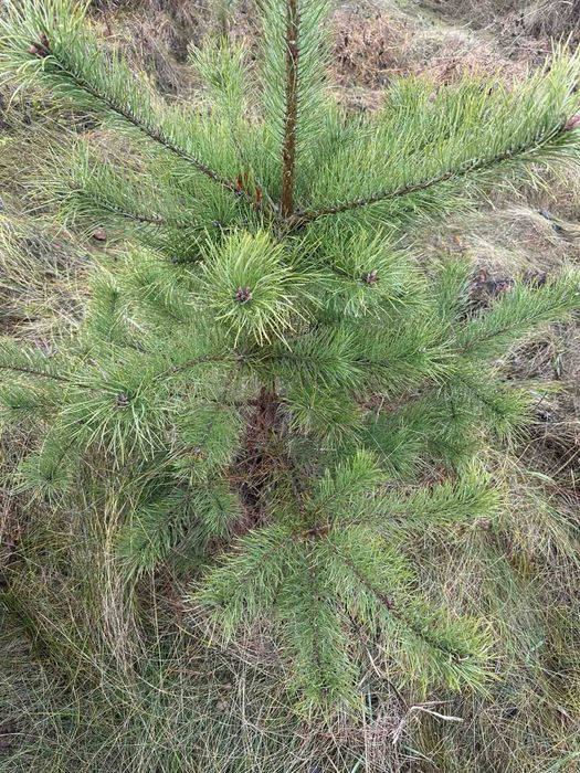 Саджанці хвойних. Сосна кримська. Сосна
