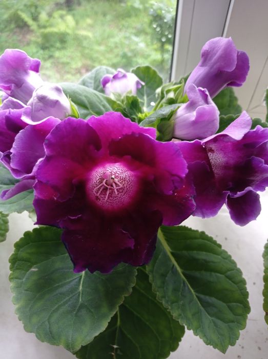 Детки фиолетовой глоксинии