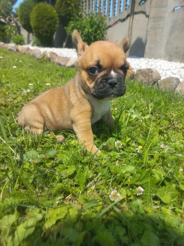 Buldog Francuski do rezerwacji