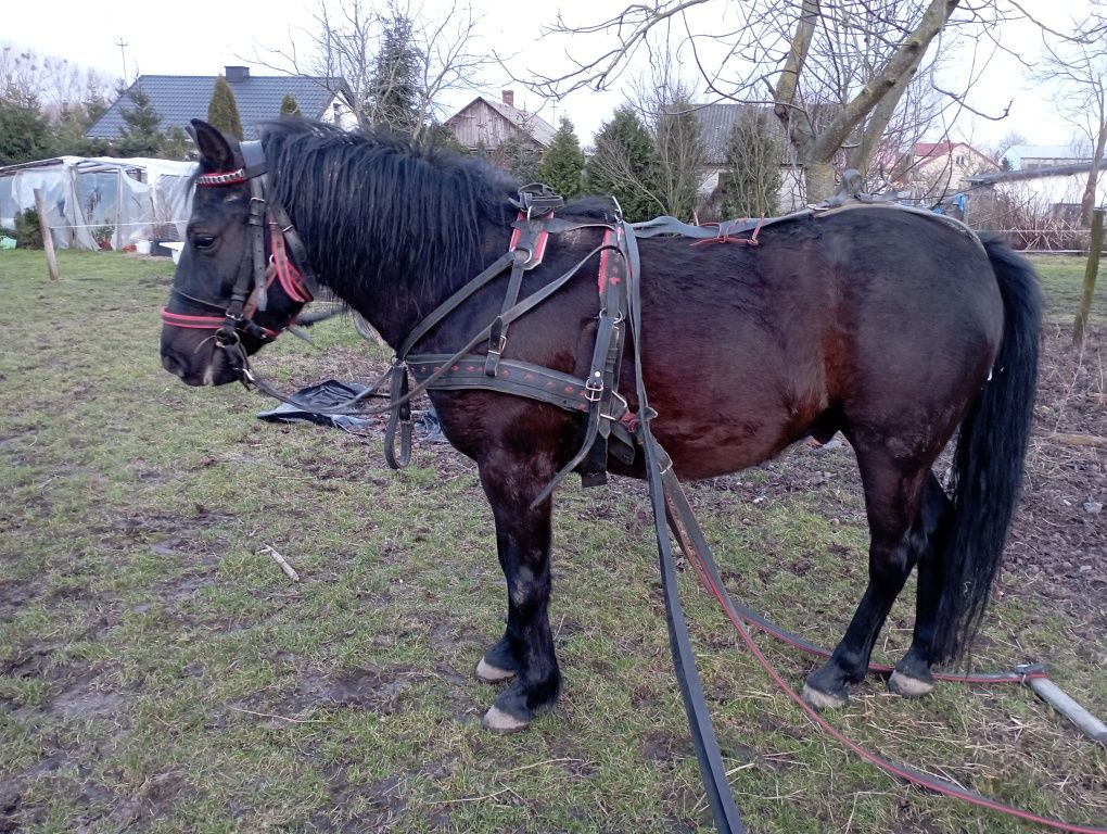 Klacz rasy huculskiej, wałach, ogierek