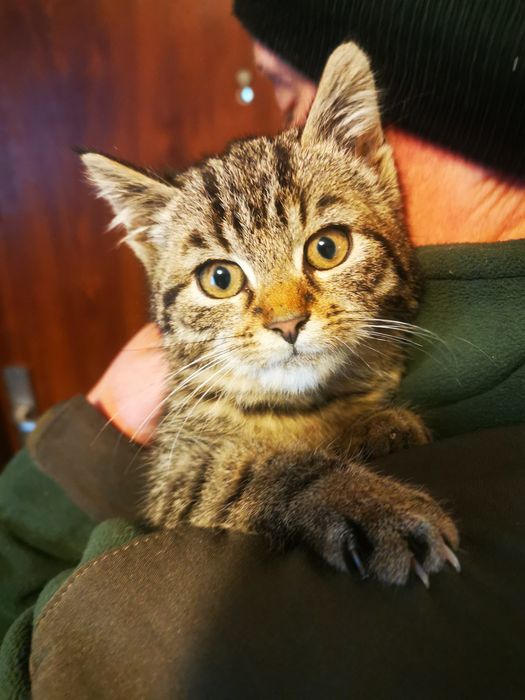 Oddam kocurka do dobrego domu