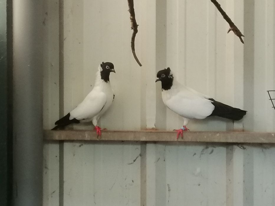 Pombas Viuvinhas, Leque, Rola Mansa