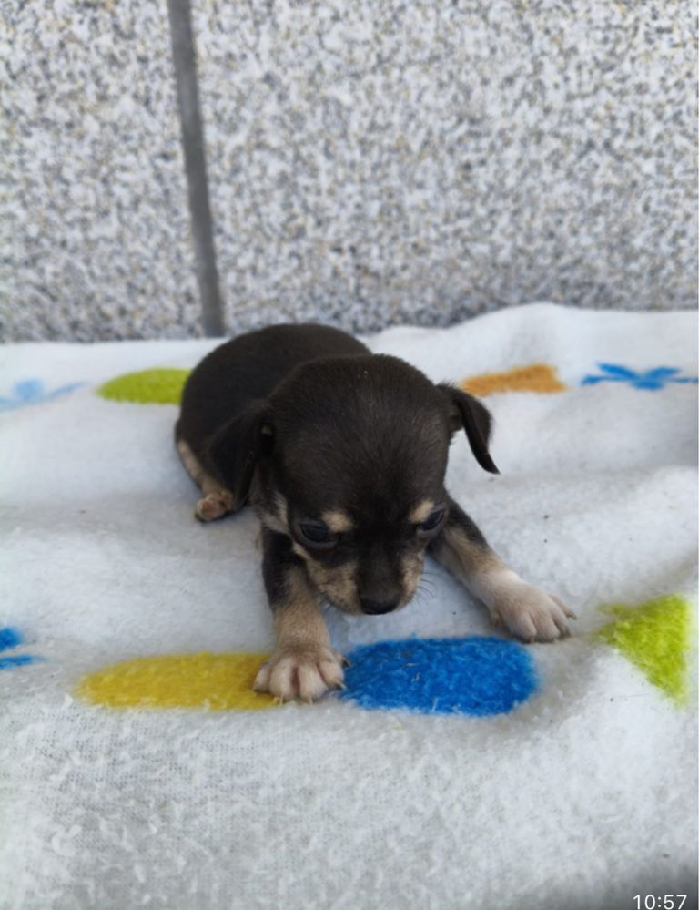 Chihuahua femea linda