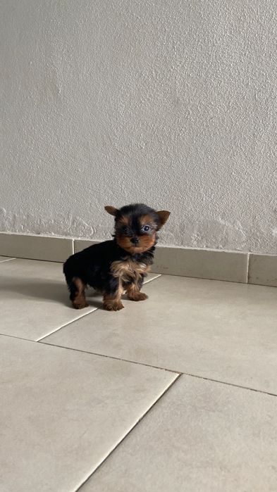 Yorkshire ( fêmea miniatura)