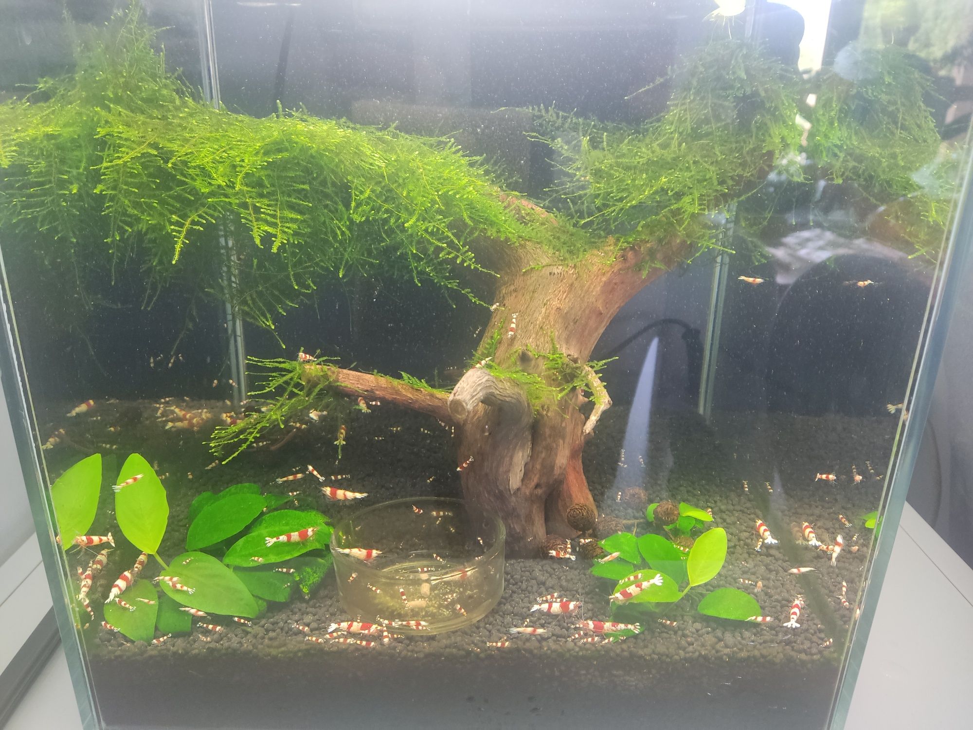 Krewetki CRYSTAL RED Caridana