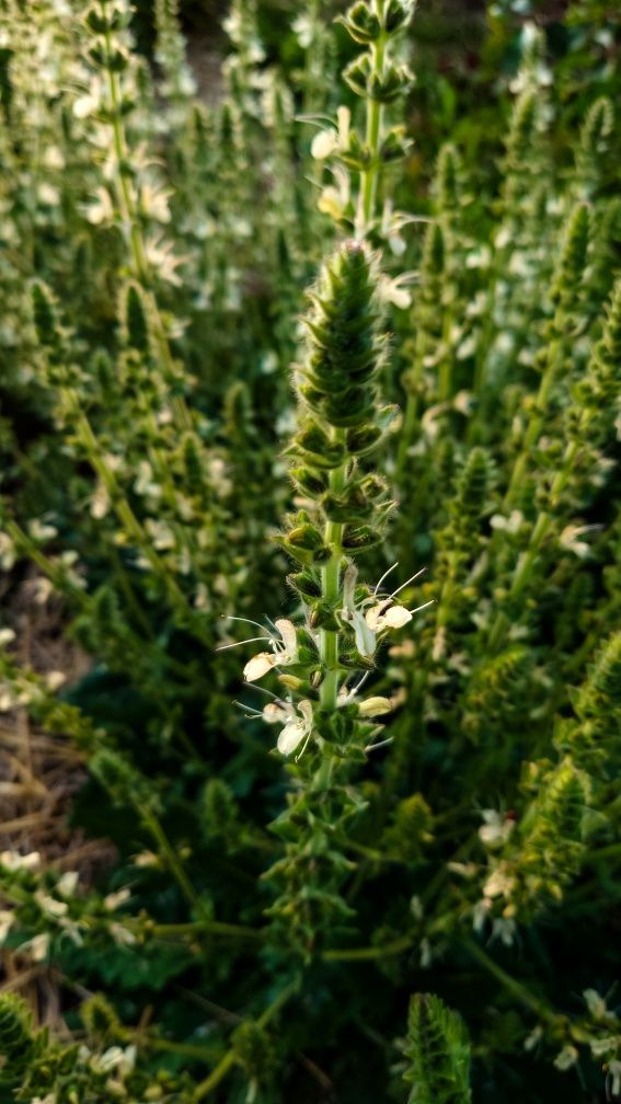 Шалфей австрийский семена, Salvia austriaca, шалфей