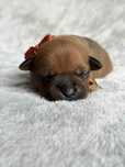 Staffordshire Bull Terrier- dostępny rudy piesek Staffik