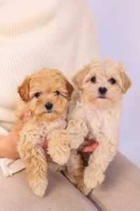 Maltipoo girls mini