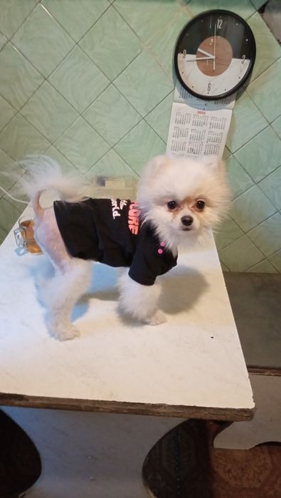 Ищем девочку для вязки