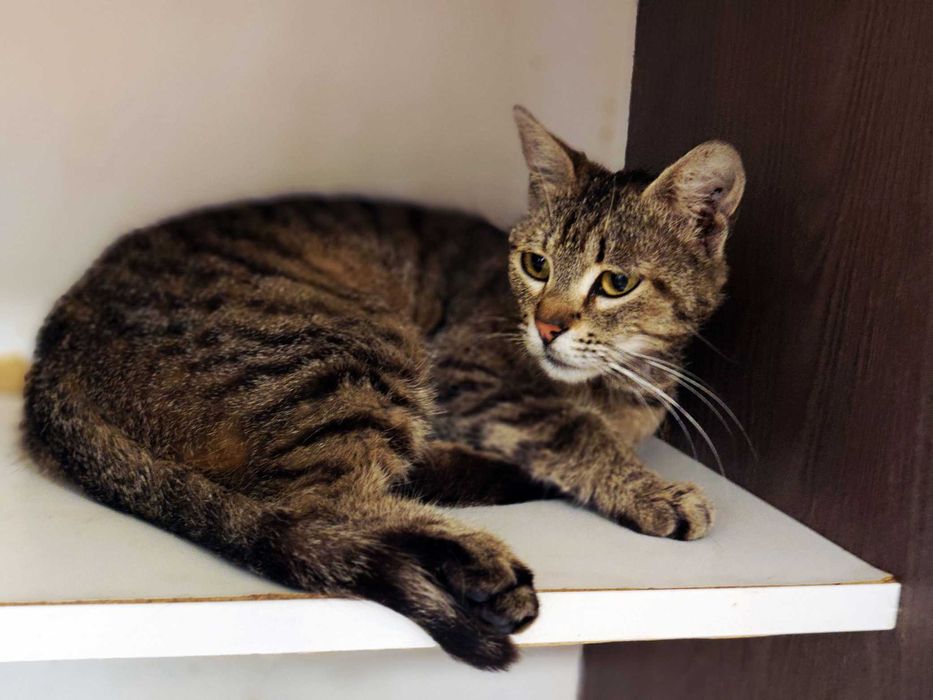 Няшна і ніжна кішечка Квітя (10 міс) чекає на свою людину! Кіт, кішка