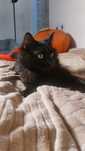 Молодий котик у добрі руки