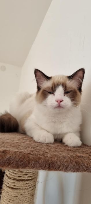 Sprzedam kota rasy Ragdoll