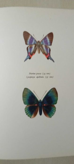 Livro de borboletas Mocha Beautiful Butterfly Plates Full Color 1965