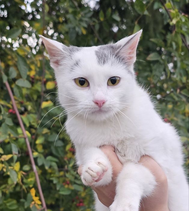 Кішечка віком 7 місяців