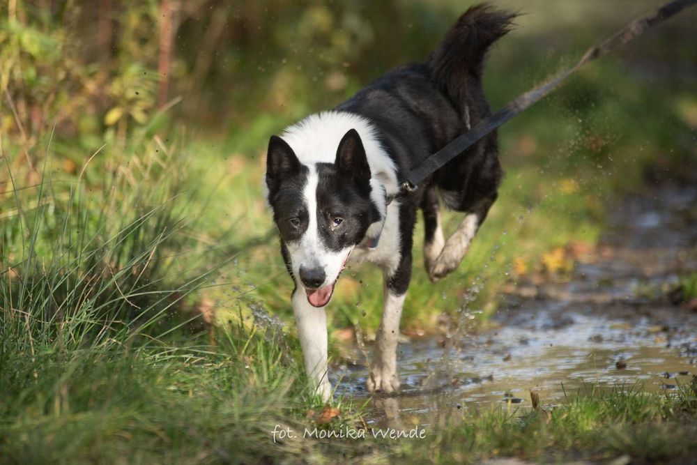 Sewo – cudo nie pies, przyjaciel na czterech łapach