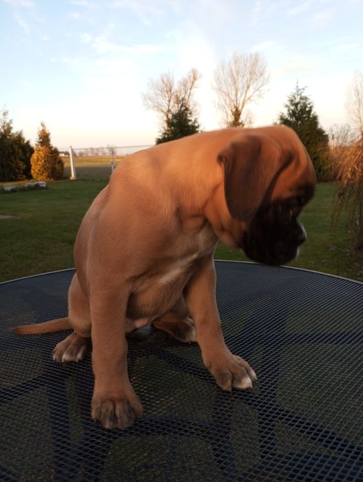 Suczka bokser szczeniak gotowy do odbioru