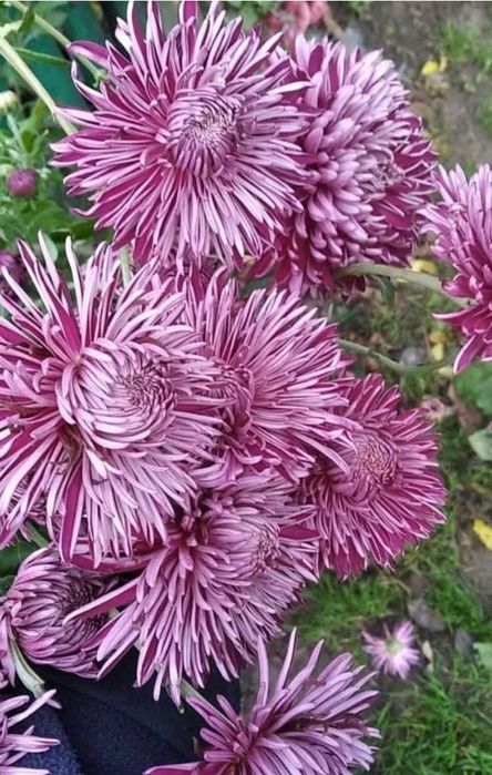 Осінні корейські хризантеми