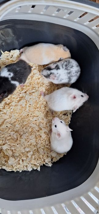 Chomiki syryjskie samce młode chomiki syryjski