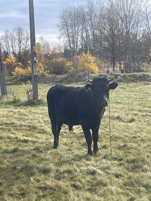 Byk od krowy mlecznej