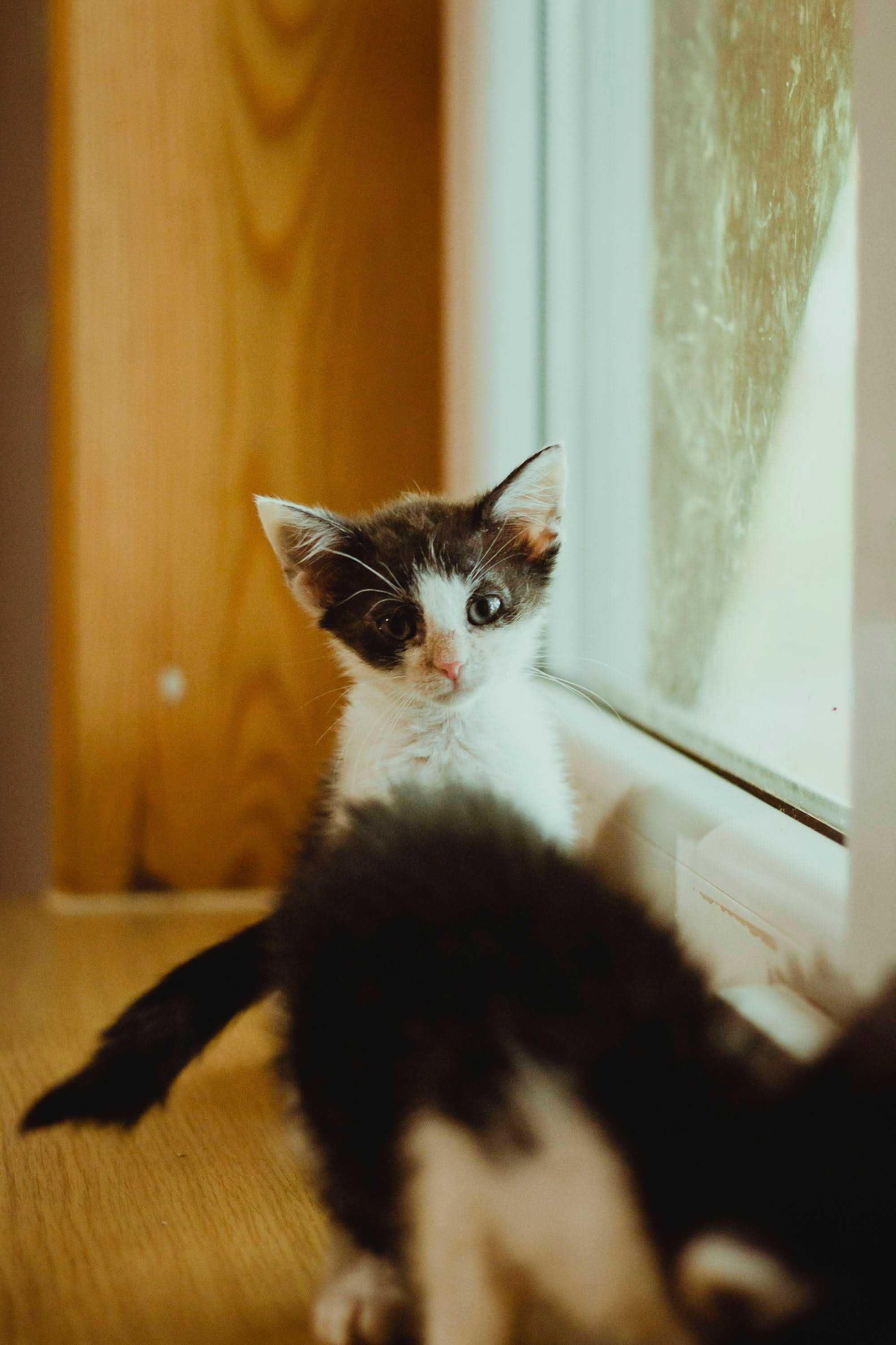 Domy tymczasowe poszukiwane kot do adopcji