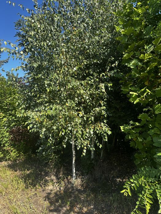 Kopane duże drzewa buk platan brzoza jesion klon lipa robinia