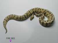 Węże nie zbożowe 2 szt samice