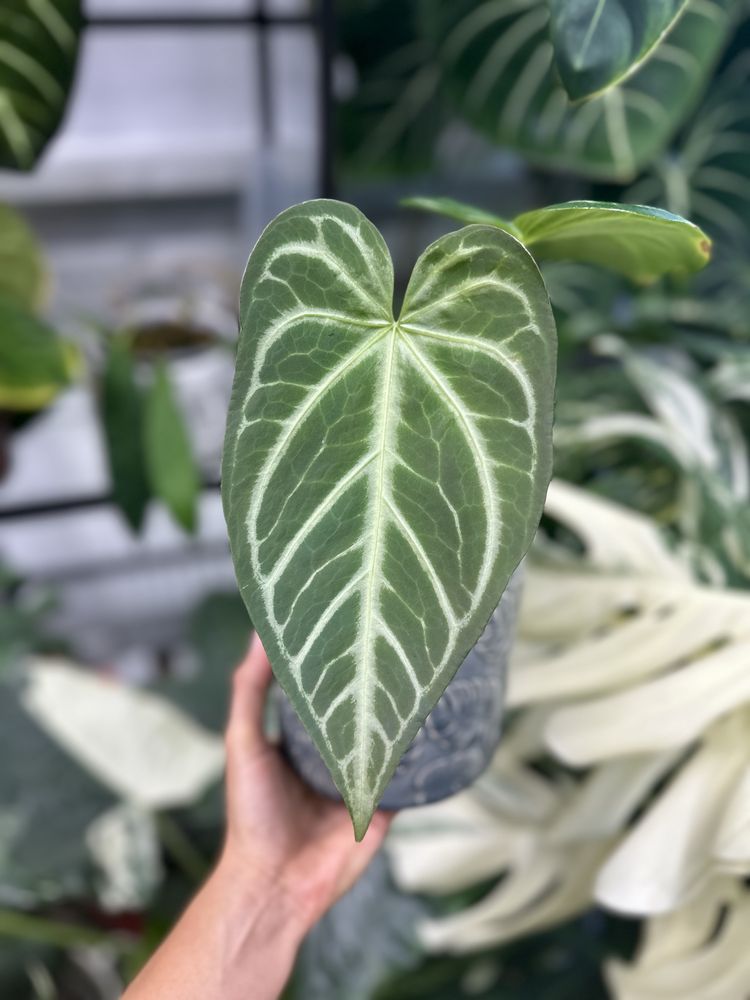 Anthurium magnificum silver kolekcja