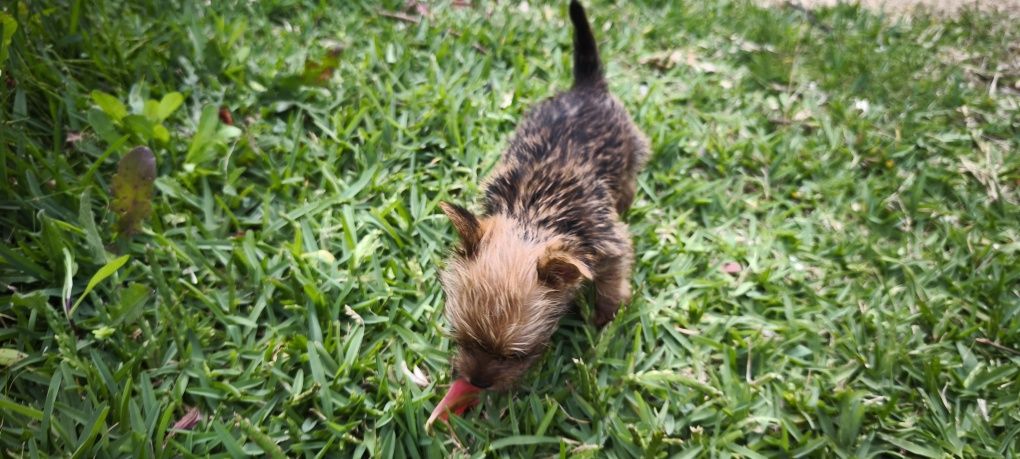 yorkshire terrier hiper Mini Fêmea Brown disponível para entrega imedi