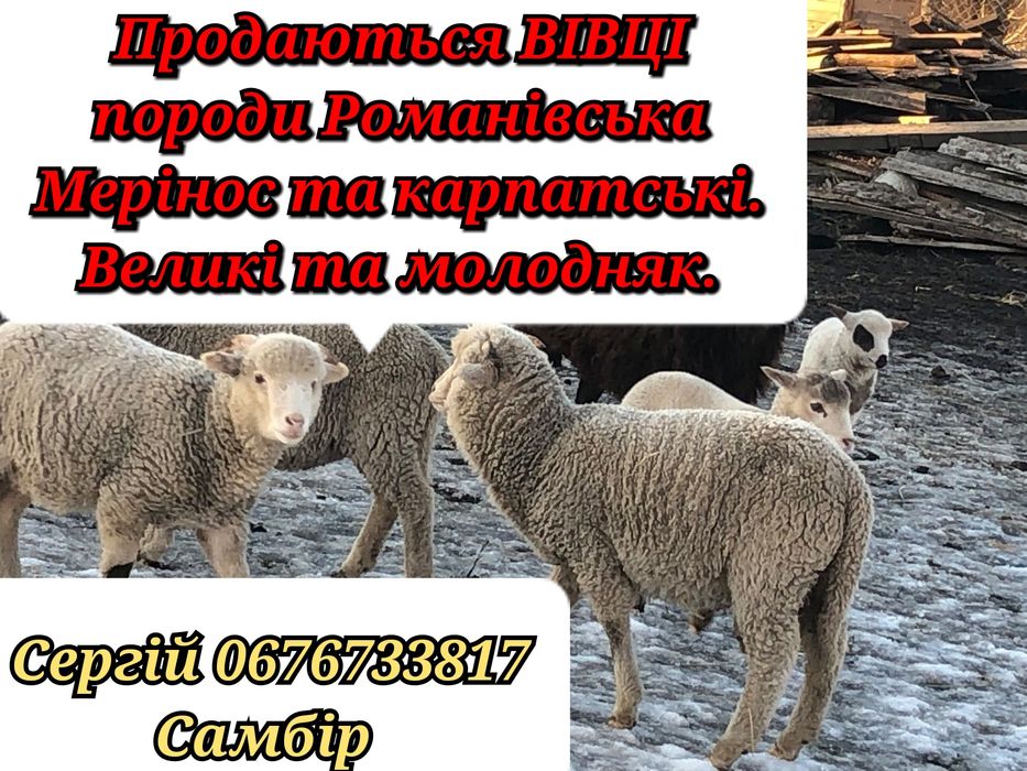 Продаються Вівці