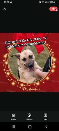 Fiona większa sunia .Bardzo źle znosi pobyt , w kojcu .