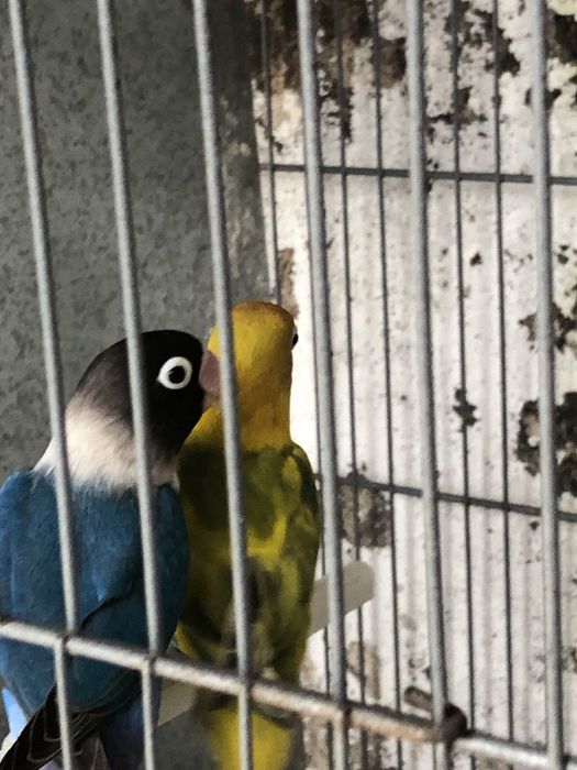 Agapornis nao sexados