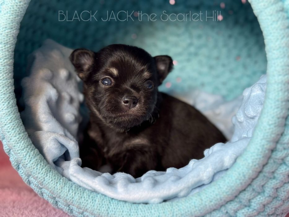 BLACK JACK pies szczenię chihuahua fci zkwp tricolor